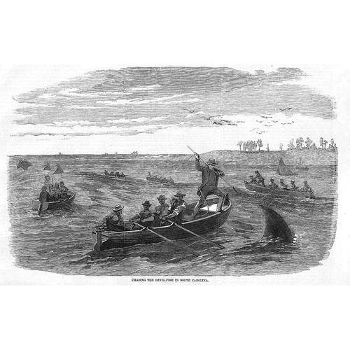 South carolina caccia pesce - caccia,