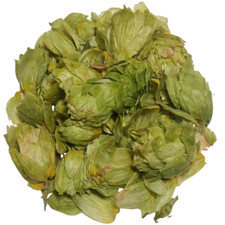 Coni di luppolo essiccati