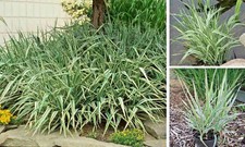 PHALARIS PICTA VARIEGATA