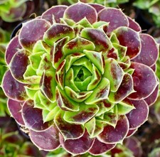 Sempervivum heuffelii SEEDS -