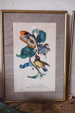 Antiche stampe ornitologiche