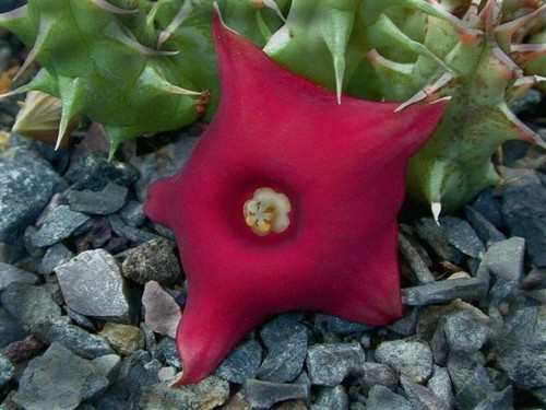Huernia rubra rh886 - rh886,