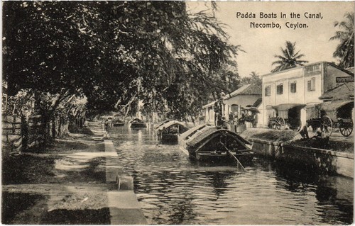 Ceylon sri lanka padda - sri,