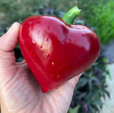 100++ Lesya Red Sweet Pepper