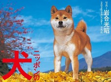 Calendario da parete cani