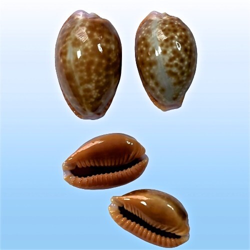 Cypraea helvola meridionalis