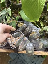 Scioglimento collezione, ZZ Zamioculcas Raven Pink Orange pianta madre rarità