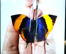 memphis xenica DONNA