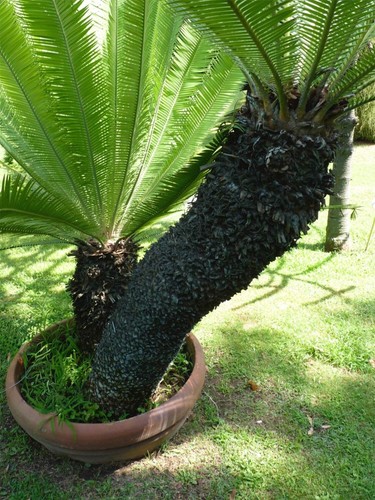 Dioon edule palma sola - edule, sola'