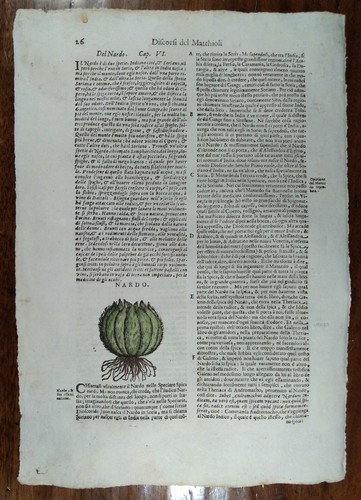 Stampa antica erbario mattioli - stampa,