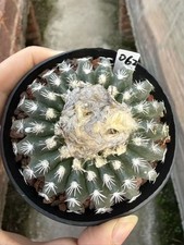 Discocactus horstii succulent - discocactus,