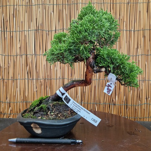 Bonsai ginepro itoigawa h - bonsai, di