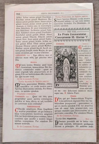 Immacolata concezione foglio - immacolata,