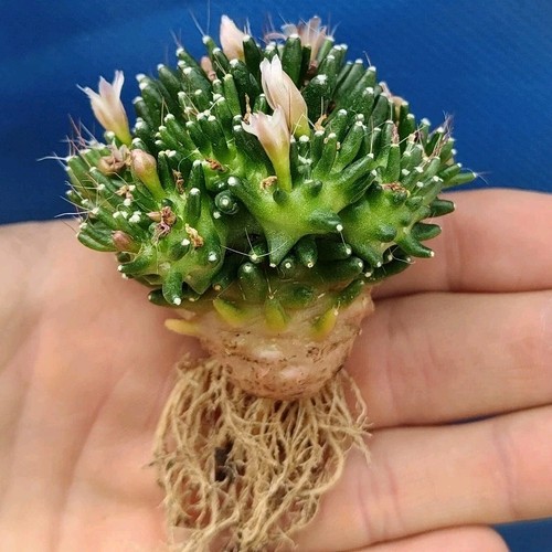 Mammillaria crinita subsp