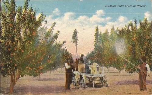 Oregon spruzzare alberi - oregon,
