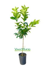 Pianta di Limone Interdonato -