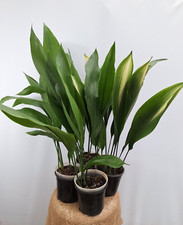Aspidistra SET 4 Plant of Aspidistra: Asahi , Hoshi Zora, Akebono and Green