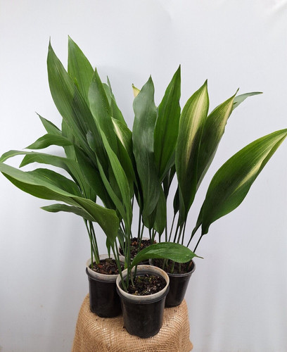 Aspidistra set plant of - set,
