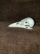 CROW SKULL CORVID TAXIDERMY