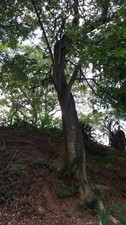 Sapindus saponaria albero - sapindus,