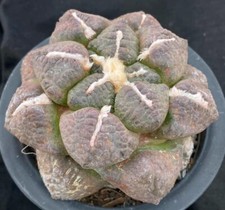 Raro Ariocarpus Fis Hybird