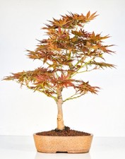 Bonsai di Acero a Ventaglio -