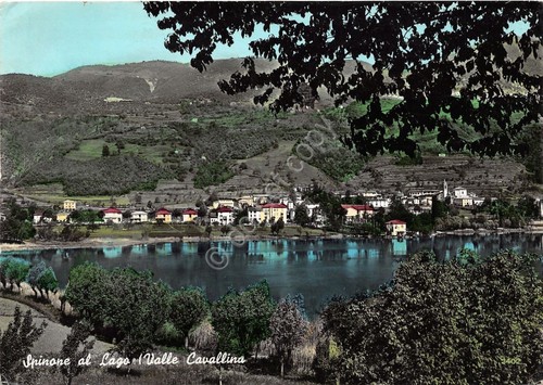 Cartolina postcard spinone - postcard,