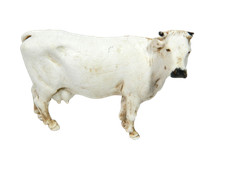 Mucca Bianca Landi Moranduzzo per Pastori Alti cm 10 - Animali per Presepe