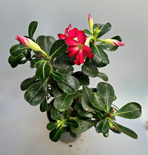 Potente adenium obesum rosa - potente,