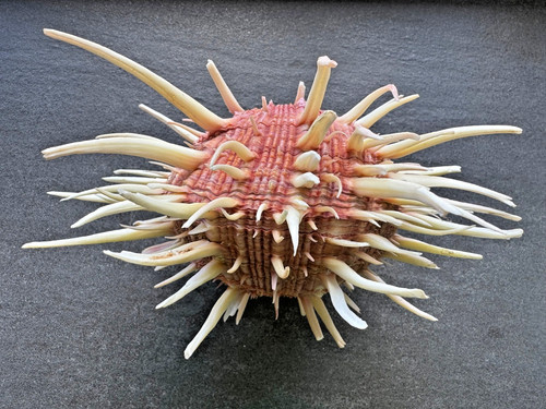 Spondylus regius ostrica