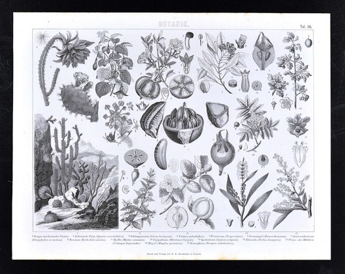 1874 bilder stampa - stampa, botanica