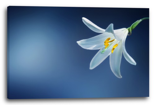 Tela cornice fiori foto - tela/cornice,