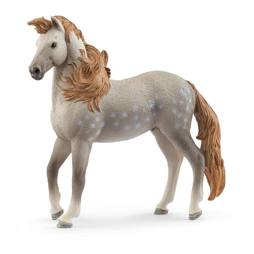 Stallone andaluso cavallo - andaluso,