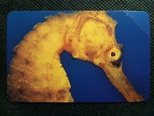 Scheda Telefonica G. 1577