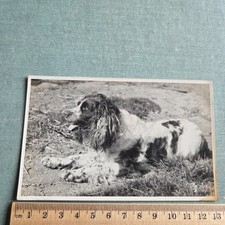 Vintage Postcard  classic