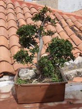 Bonsai olmo - bonsai,