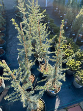 Cedrus libani Glauca 120-150