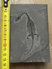 Keichousaurus - fossile marino