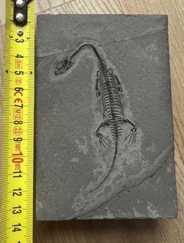 Keichousaurus fossile marino - -,