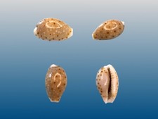 Cypraea, Naria thomasi, Nuku