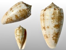 Conidae, Conus anemone, Port