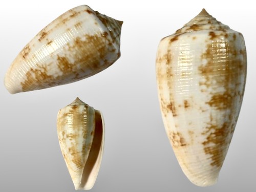 Conidae conus anemone - conus, port