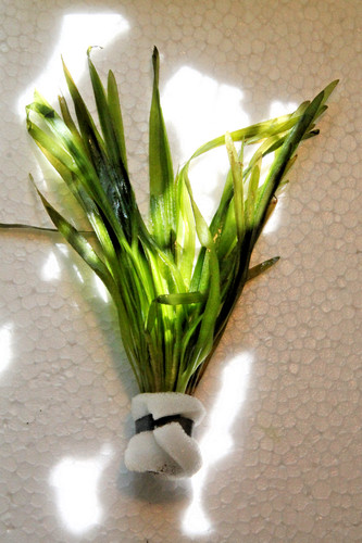 Vallisneria spiralis red - vallisneria,