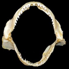 Mascella Bocca Squalo cm 29