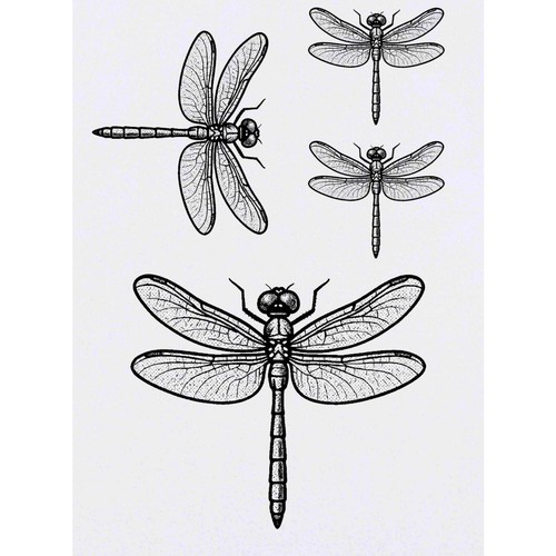 Tatuaggi trasferimenti - 4, tatuaggi/trasferimenti