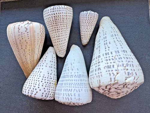 Collezione conus leopardus - collezione,