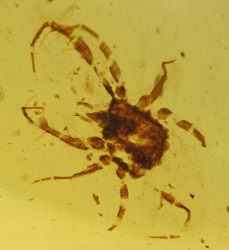 Caeculidae acaro con - (acaro,