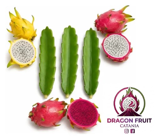 Lotto set talee di dragon - /,