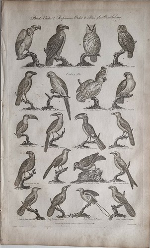 C1795 antico stampa uccelli - c1795,