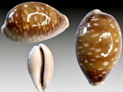 Cypraea vitellus bohol - cypraea,
